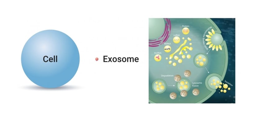 Stem Cell Hair Transplant/Regrowth and the Role of Exosomes